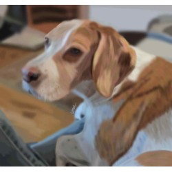 Custom Pet Portraits